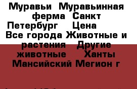 Муравьи, Муравьинная ферма. Санкт-Петербург. › Цена ­ 550 - Все города Животные и растения » Другие животные   . Ханты-Мансийский,Мегион г.